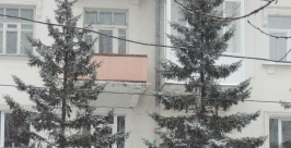 Ели начали незаконно вырубать в лесу Иркутского района Тимур Балашов