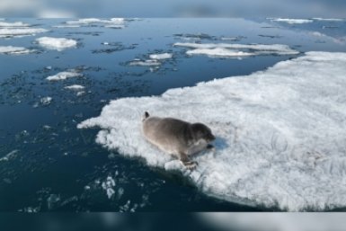 Нерпа Байкальский музей СО РАН