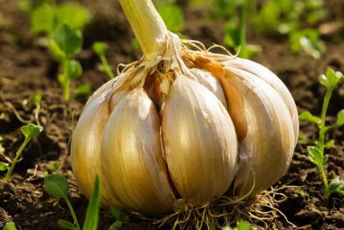 Чеснок GigaChat (12+)