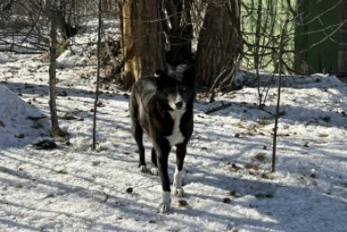 Собака администрация Иркутска