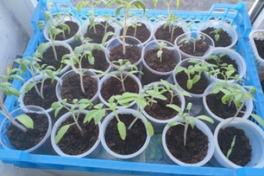 3 капли сока — перцы &quotвсплывают&quot на 2-й день: будит даже старые семена ИА KrasnodarMedia