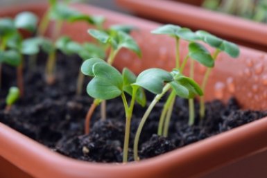 Тематическое фото pxhere.com