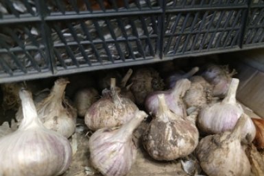 Чеснок с удовольствием &quotскушает&quot это в марте: разбавляю 1 ложку в 10 л воды - головки размером с мандарин ИА KrasnodarMedia