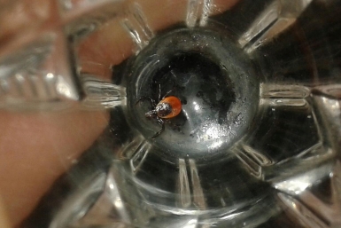 Клещи проснулись: первый укус уже зафиксировали в Иркутской области