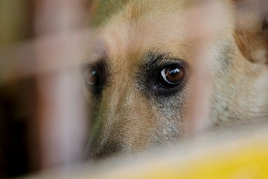 Ротвейлеров и немецких овчарок хотят признать потенциально опасными