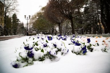 Ставрополь, снег, растения, цветы, деревья, природа, погода Артём Хорошилов  , ИА Stavropol.Media