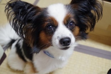 Владельца собаки заставят оплатить мойку, если животное испачкает машину