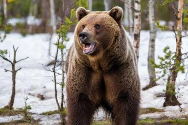 "Осторожно, хищник!": медведь бродит рядом с пиком Черского в Слюдянском районе