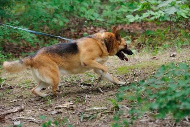 Юрист объяснила, какие штрафы грозят за выгул собак без намордника