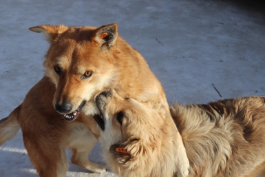 На комитете ЗС Приангарья одобрили проект о безнадзорных животных на фоне угрозы людям