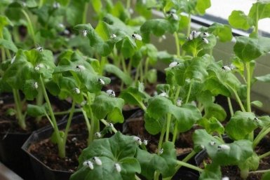 Рассада создано при помощи ИИ