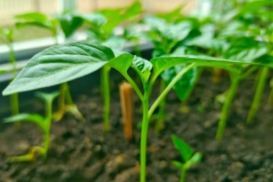 Тематическое фото ИА KrasnodarMedia