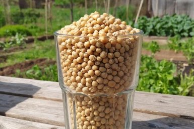 1 кг горошин и кое-что ещё при перекопке весной: Медведку на даче извела с 1 раза