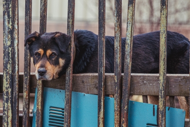 собака, бездомные животные Мария Смитюк, ИА PrimaMedia