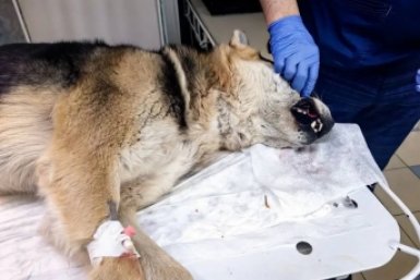 В Иркутском районе овчарка сломала клык, пытаясь вырваться к "любимой"