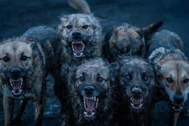 В Зиме собаки напали на 9-летнего мальчика - возбуждено уголовное дело