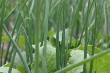 Эти овощи растут сами: приезжаю на дачу только по выходным. Посадил и забыл