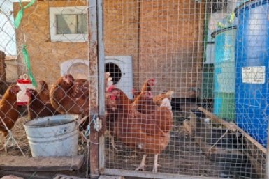 Просто насыпьте это в кормушку курам. Домашние и вкусные яйца будете выносить ведрами