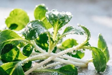 Посадите эту зелень, и к майским праздникам будете хрумкать собственной полезнятиной - 4 холодостойкие культуры