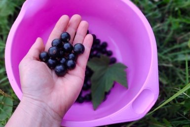 100 гр под куст – смородина размером со сливу, изумрудные листья, ни вредителей, ни мучнистой росы