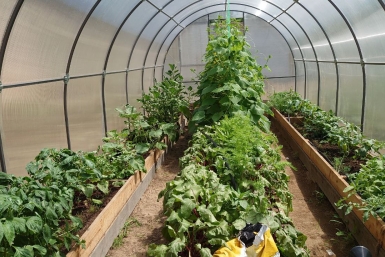 Теплица "оживает" в апреле: как вернуть почве плодородие за 7 шагов