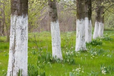 Готовлю белила для дачи в конце апреля: 7 проверенных способов