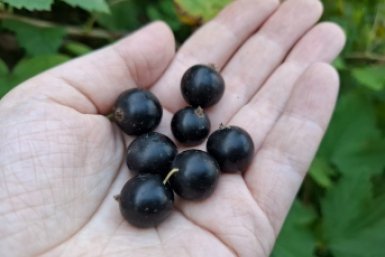 Сочная и урожайная: какой сорт черной смородины самый сладкий - любовь всех дачников