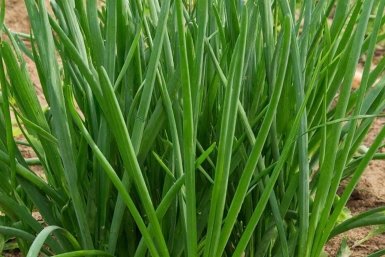 У лука и чеснока сохнут и желтеют кончики - что нужно растениям