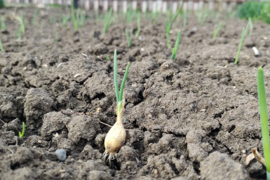 Одуванчик зацвел - сажаем лук‑севок. Плюс еще 4 народных подсказки