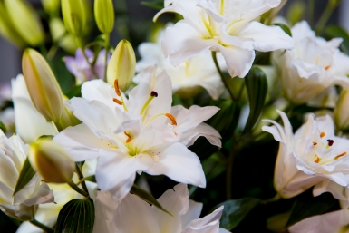 Тематическое фото Илья Аверьянов, ИА PrimaMedia