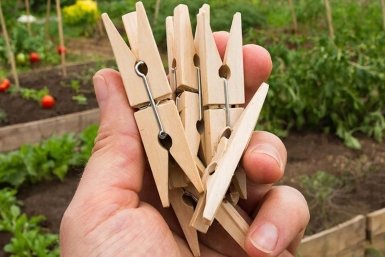 Беру прищепки, но бельё не развешиваю: Несу их в огород - польза на даче