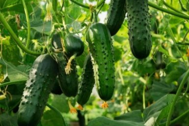 Дачники, 5 золотых правил для огурцов: Зеленцов дадут огромное море
