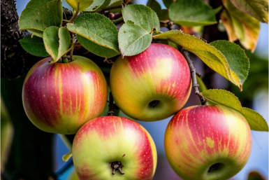 Яблоне весной - строго обязательно: летом завалит мощнейшим урожаем