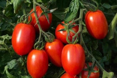 Рассада томатов вялая и дохлая: 1 ложка под кусты - и они "восстали из мёртвых"