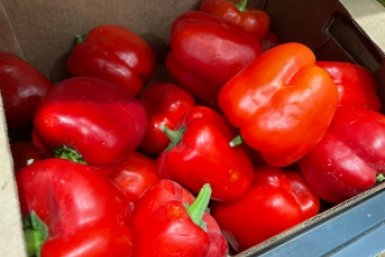 Сладкий урожай без теплицы: 7 сортов болгарского перца для открытого грунта