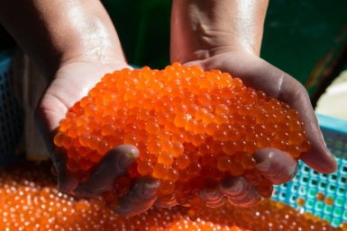 В пять раз упал объем вывоза красной икры с Чукотки