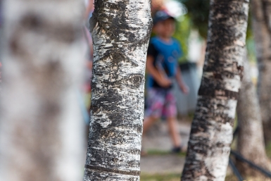 Польза для здоровья, но не для всех: врач рассказала, для кого березовый сок опасен Илья Аверьянов, ИА PrimaMedia