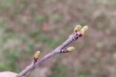 При распускании почек вишне - важнее тепла: 200 г в стакан - и под корень, от урожая будут гнуться ветки