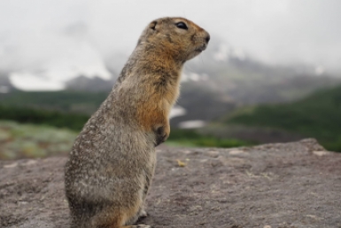 Ученый напомнил об угрозе исчезновения краснокнижных сурков на Байкале