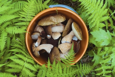 Россиянам рассказали, в каких местах запрещено собирать грибы