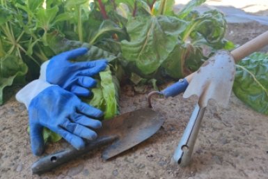 После этой даты высаживаю огурцы и помидоры — и собираю урожай вёдрами до самой осени