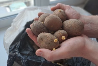 Пакет убивает картошку за 2 недели: как хранить овощи в квартире — 5 правил