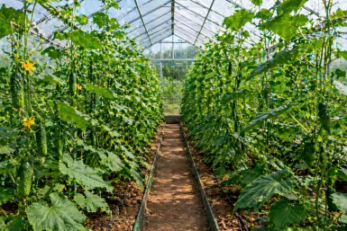 Следую этим не хитрым советам и собираю по 10 кг огурцов с куста - вкусные и не горчат Сгенерировано нейросетью