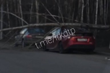 Дерево рухнуло на автомобиль в Иркутске