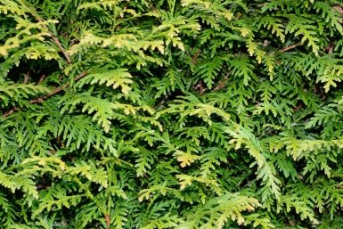 Туя после зимы рыжая: 5 шагов, которые вернут куст к жизни - ветви вновь позеленеют
