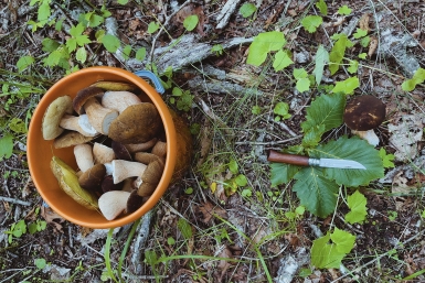 Грибы под запретом: как не получить штраф на тихой охоте