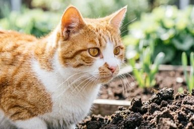 Соседские коты больше не гадят на грядках: копеечная специя решила проблему - эффект за 5 минут
