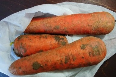 Не рожки да ножки, а ровные корнеплоды один к одному: 3 правила весной – морковь размером с кабачок