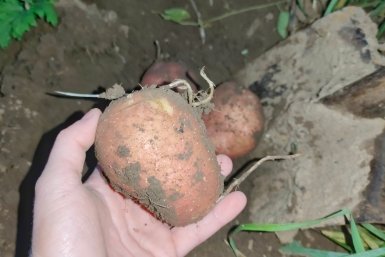 Клубни через месяц: какой сорт картофеля самый ранний - урожайность 10 из 10