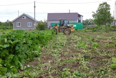 Соседские сорняки угрожают крупными штрафами дачникам: новая ловушка с 2026 года